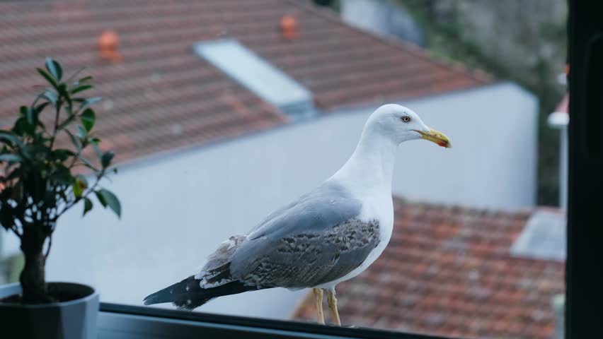 City seagull sitting on the street outside the window on windowsill