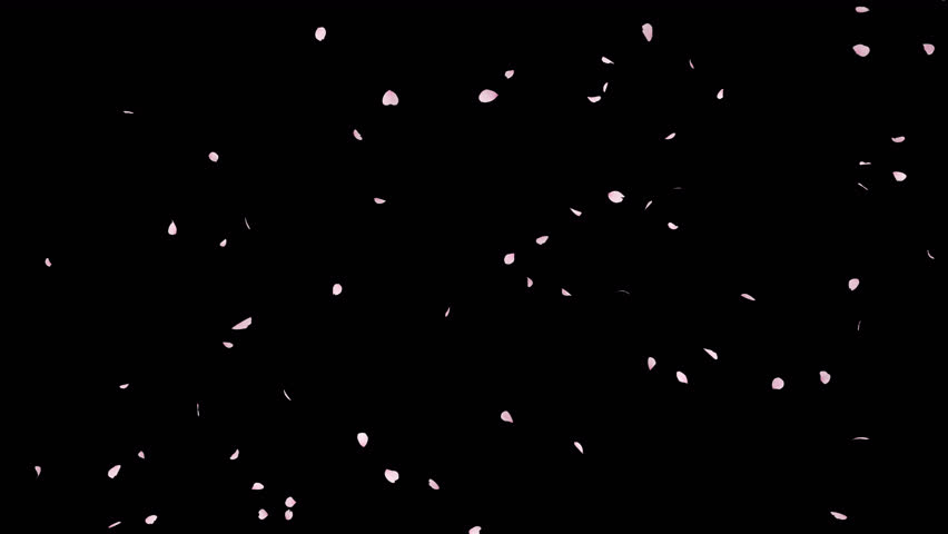 Cherry Blossom Petals Falling Loop with Luma Matte. 3D rendering. Cherry blossom petal falling with alpha channel you can place on footage or background and easier to change colour on samlmess loop.