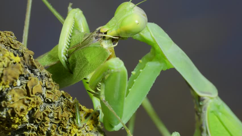 Cose-up portrait of large female green praying mantis greedily eating green grasshopper sitting on tree branch covered with lichen. Transcaucasian tree mantis (Hierodula transcaucasica)