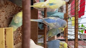 Multicolored parrots in a cage in the bazaar. Vertical video for the smartphone.