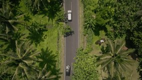 Top view aerial shot camera flies over the roadway with passing cars between green palms 