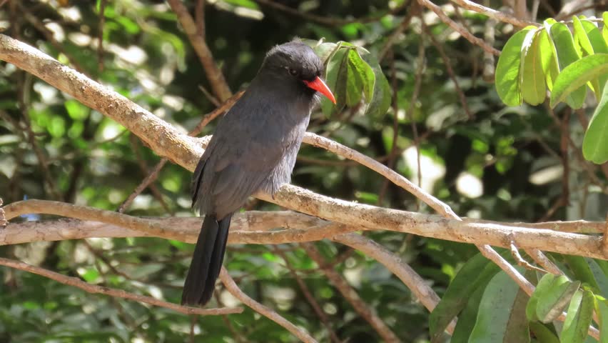 Black bird with orange beak. Black-fronted nunbird (Monasa nigrifrons)