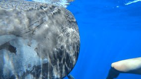 Close-up of head of sperm whale with its mouth open and teeth near foot of man. Unique underwater video comparing size of head of sperm whale and foot of man in fins in 4k format.