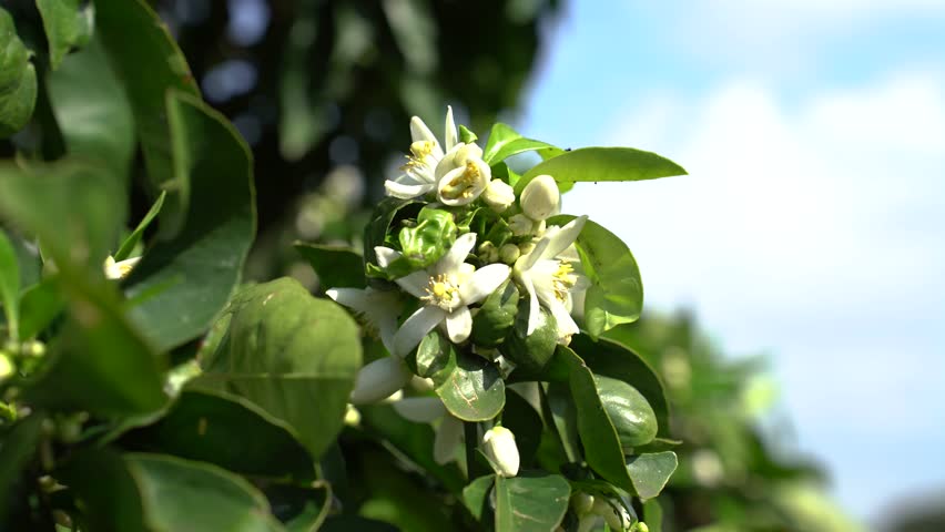 White flowers on an orange tree in spring