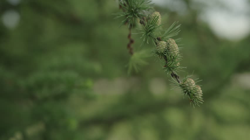 Slow motion gimbal shot of yong larch branches in spring with fresh cones