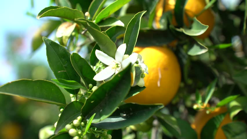 Blossoming orange tree in Israel
