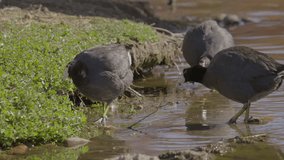 This video shows a flock of water fowl birds foraging for food in shore waters. 