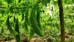 A bunch of gourds hanging from a vine