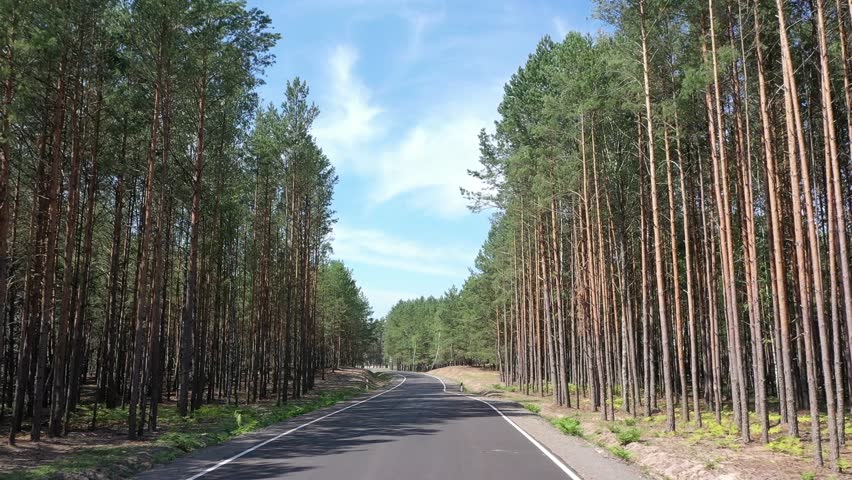 Open Road in future, no cars, auto on asphalt road through green forest, trees, pines, spruces. Asphalt road against the backdrop of a beautiful pine forest. 
