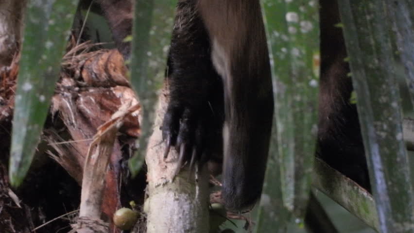 Gentle Coati exploring and searching for food hiding behind bushy tree branch