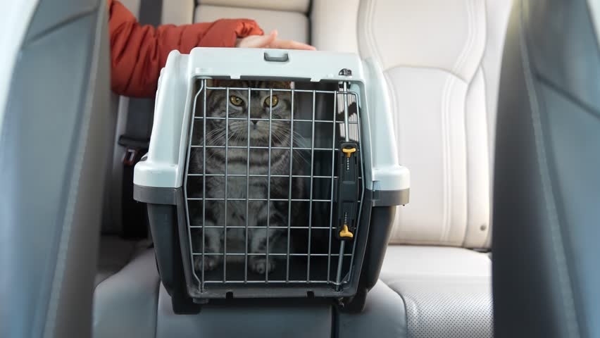 British silver striped cat sitting in a cat carrier near her owner on a back seat of the car. Comfortable travel with pets using pet carrier.
 Royalty-Free Stock Footage #1101718249