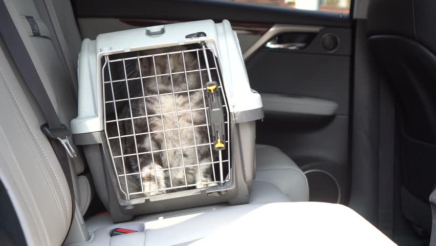 Cat sitting in a cat carrier box on a back seat of the car. Royalty-Free Stock Footage #1101718381
