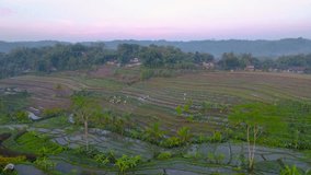 Aerial view of beautiful terraced rice field and sunrise sky with white bird flyover. Early paddy plant planting process - Rural landscape of Indonesia