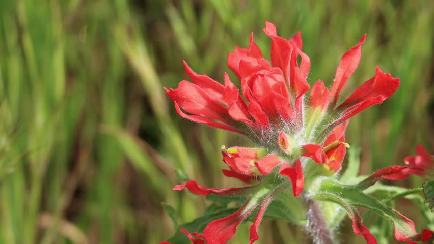 Red flowering terminal indeterminate racemose spike inflorescences of Castilleja Affinis Subspecies Affinis, Orobanchaceae, native perennial monoclinous herb in the Santa Monica Mountains, Winter.