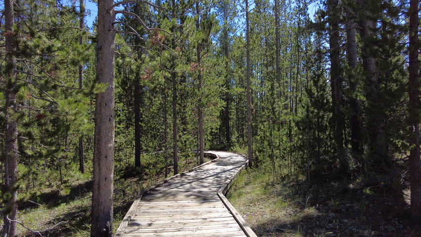 Walking on Boardwalk in Nature Trail in Yellowstone National Park