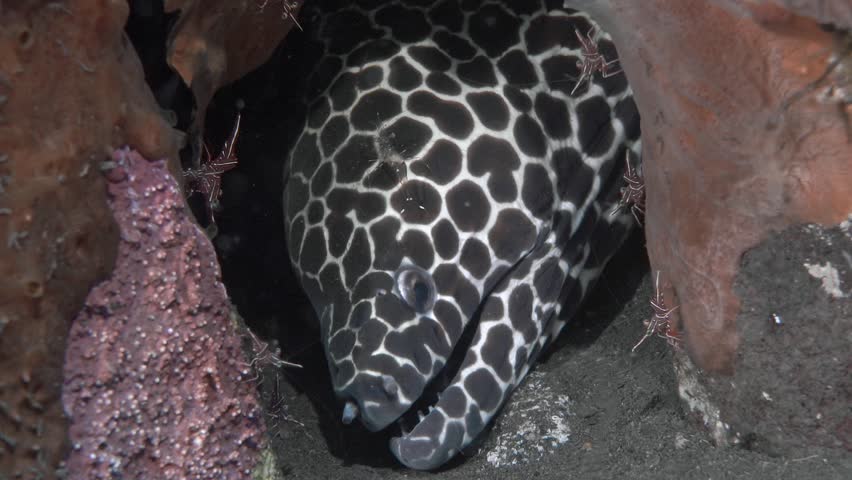 Honeycomb Moray(Gymnothorax favagineus)hid between red corals, only its head is visible. 
Cave cleaner shrimp (Urocaridella pulchella) walks along it
Durban dancing shrimp  is located nearby on corals | Shutterstock HD Video #1101725981