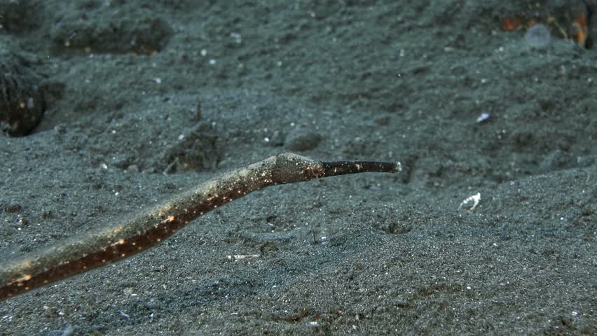 Close-up of the head of a thin-nosed fish that lies on the seabed.
Shorttailed Pipefish (Trachyrhamphus bicoarctatus) 40 cm. Variable coloration from white to yellow and black. | Shutterstock HD Video #1101726165