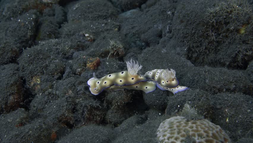 Two spotted nudibranchs crawl one after another along the rocky seabed.
Tryon's Hypselodoris (Hypselodoris tryoni) 70 mm. ID: blue marginal band, black spots.  | Shutterstock HD Video #1101726551