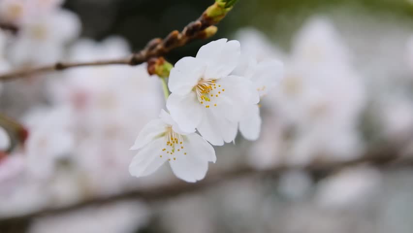 Close-up of pale cherry blossoms blowing in the wind in slow motion.  1080P, Slow Motion, 180 Degree Shutter Rule | Shutterstock HD Video #1101726623