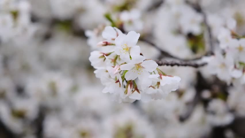 Close-up of pale cherry blossoms blowing in the wind in slow motion.  1080P, Slow Motion, 180 Degree Shutter Rule | Shutterstock HD Video #1101726625