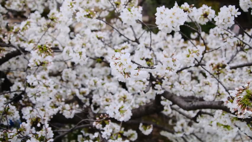 Cherry blossoms in bloom blowing in the wind in slow motion.  1080P, Slow Motion, 180 degree shutter rule | Shutterstock HD Video #1101726629