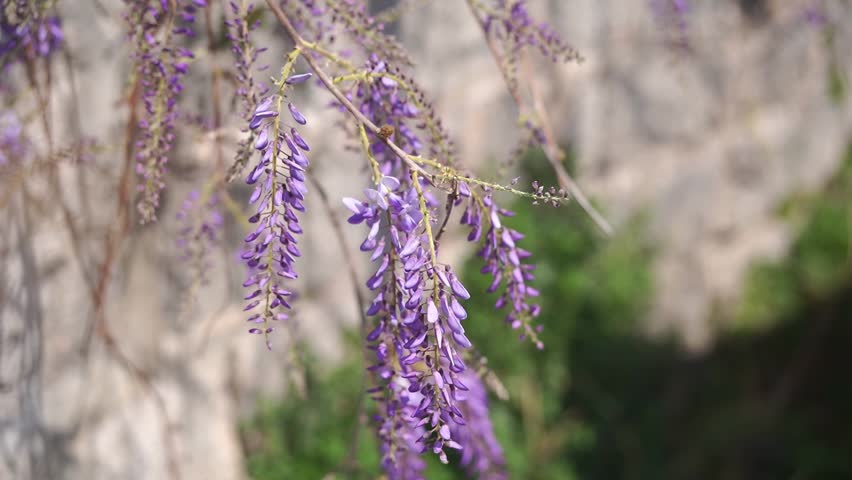 Purple wisteria flowers hang from the branches. Close-up | Shutterstock HD Video #1101726685