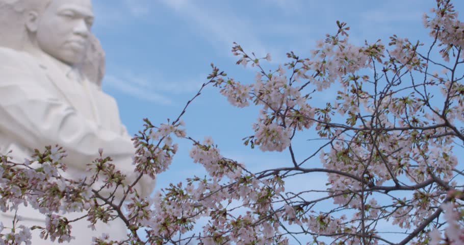 The Martin Luther King Jr. Memorial, set against Washington DC's iconic cherry blossoms. Royalty-Free Stock Footage #1101727743