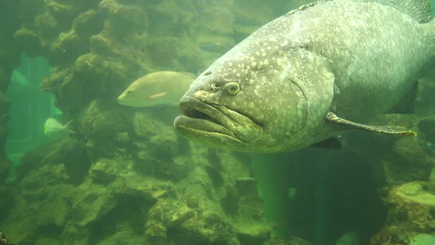 Big black grouper fish in the aquarium