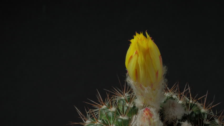 Beautiful cactus flower blooming time lapse isolated on black background. | Shutterstock HD Video #1101729563