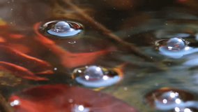 Air bubbles pond water video 