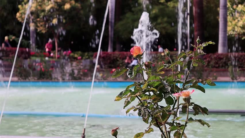 Fountain rose park flower video  | Shutterstock HD Video #1101730261