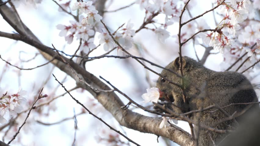 Squirrel is eating a cherry flower | Shutterstock HD Video #1101730445