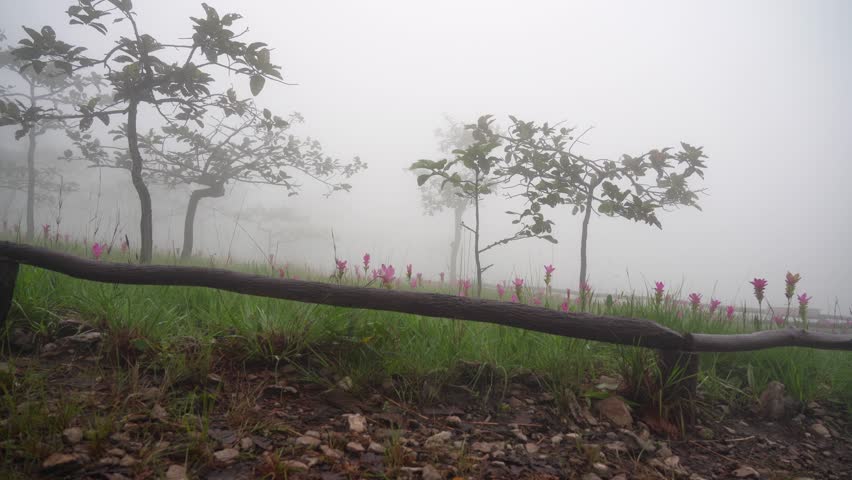 Pink siam tulip(Curcuma sessilis) flowers blooming in the fog. | Shutterstock HD Video #1101732103