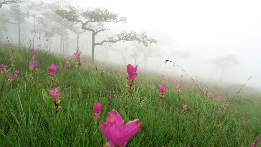 Pink siam tulip(Curcuma sessilis) flowers blooming in the fog. | Shutterstock HD Video #1101732105