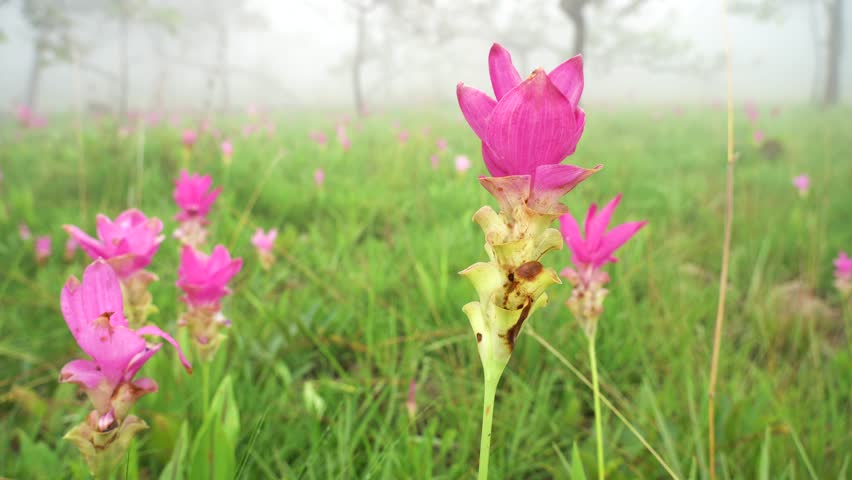 Pink siam tulip(Curcuma sessilis) flowers blooming in the fog. | Shutterstock HD Video #1101732107