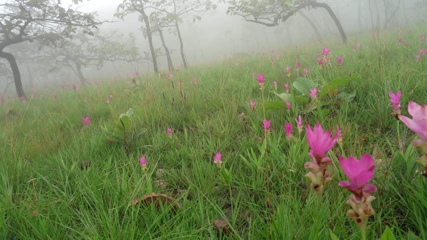 Pink siam tulip(Curcuma sessilis) flowers blooming in the fog. | Shutterstock HD Video #1101732109