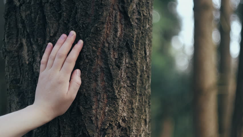 Feeling and connecting with nature. Close up of female hand touching and stroking bark of tree in forest at spring or summer calm day. Loving nature. Harmony calm relaxation. Save earth green planet | Shutterstock HD Video #1101732791