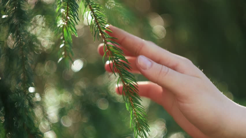 Green conscious lifestyle of new generation protecting forest. Close up of female hand touches spruce branch at sunny day. Connection with nature and environmental protection. Concept nature, ecology | Shutterstock HD Video #1101732853