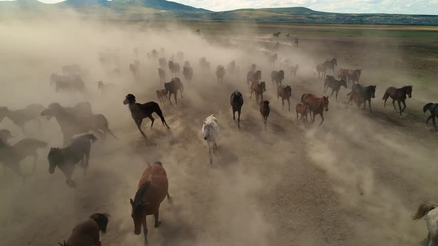 Aerial movie with herd of thoroughbred horses moving in the desert | Shutterstock HD Video #1101733511