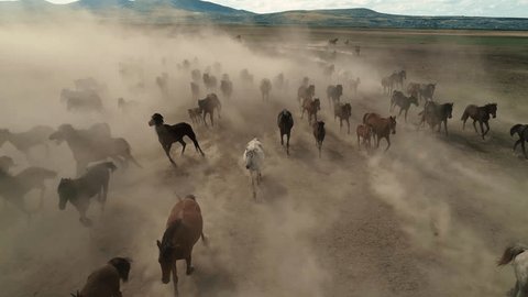Aerial movie with herd of thoroughbred horses moving in the desert: stockvideo