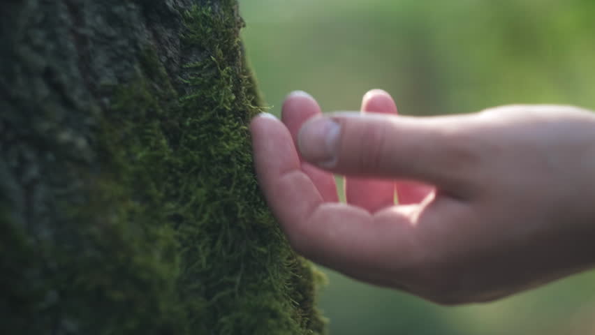 Close-up of unrecognizable young female walk in forest, touch gently with fingers moss of tree bark. Connect with nature, mindful and conscious environmental protection. Calm beautiful spring forest | Shutterstock HD Video #1101733641