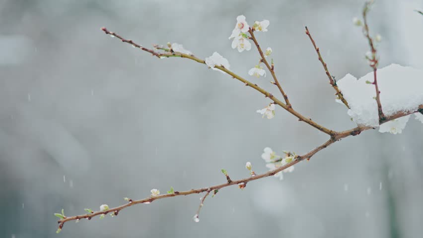 Slow motion handheld shot of a blooming branch covered with spring snow. | Shutterstock HD Video #1101734117