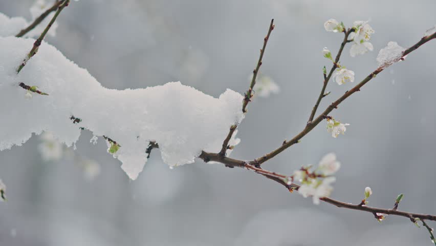 Slow motion handheld shot of a blooming branch covered with spring snow. | Shutterstock HD Video #1101734123