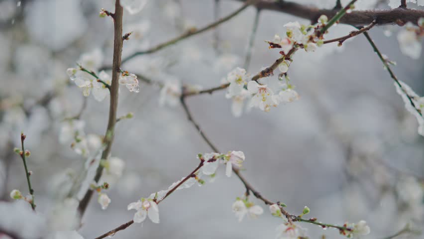 Slow motion handheld shot of a blooming branch covered with spring snow. | Shutterstock HD Video #1101734127