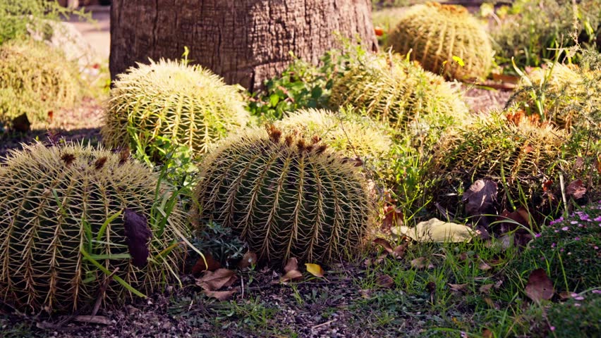 Round cacti grow under a palm tree