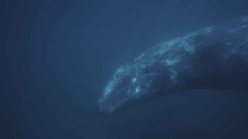 Underwater Gray Whale blows a fountain of Mexico water up and creates a rainbow. Beautiful endangered Grey whale diving down in deep green ocean waters. Slow motion 4K wildlife nature background Royalty-Free Stock Footage #1101734785