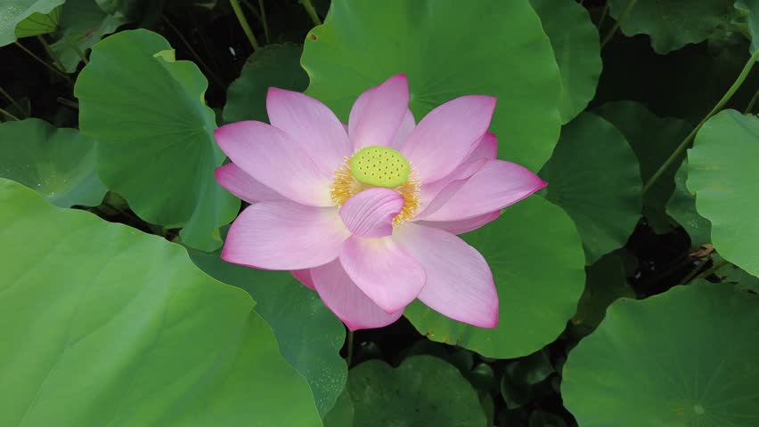 Lotus flower blooming in Junam Reservoir in Changwon ,gyeongnam, South Korea, Asia | Shutterstock HD Video #1101734821