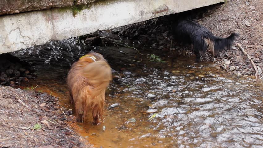 Two Dachshund walking in water of running stream in early spring, wet dog outdoors in forest, walking under the bridge