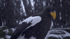 Close super slow motion video portrait of big American eagle, falcon or bald eagle in winter snowfall. 4k High quality slow motion raw footage