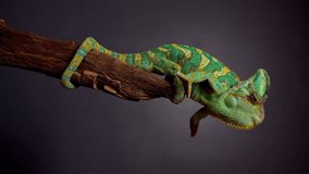 Veiled Chameleon, Chamaeleo calyptratus, sits on branch and look in different directions close-up on a grey background. 4k raw Studio footage of exotic pet, animals